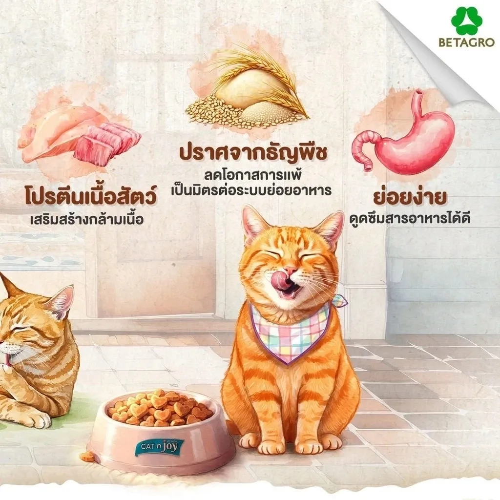 Cat N Joy Grainfree อาหารสำหรับแมวโต
