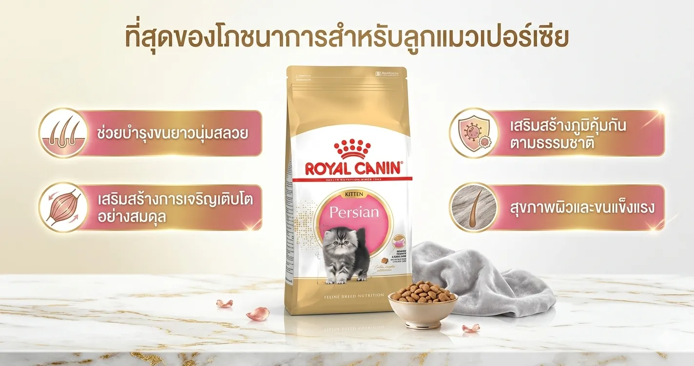 Royal Canin Kitten Persian อาหารสำหรับลูกแมวสายพันธุ์เปอร์เซีย