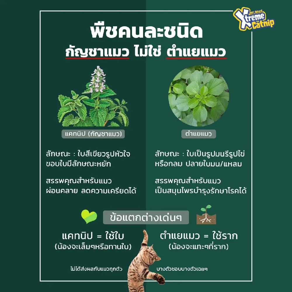 Xtreme Catnip - แบบสเปรย์ 4 Oz