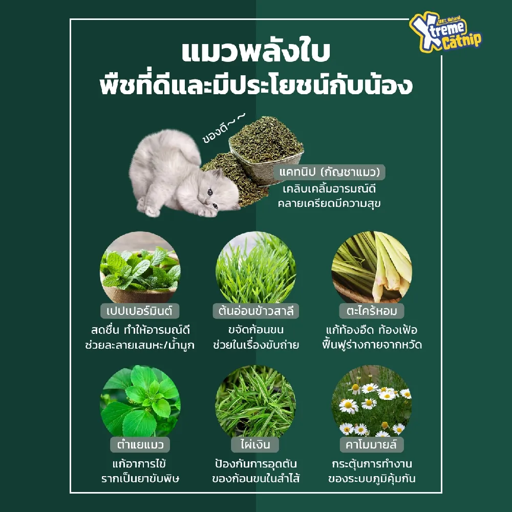 Xtreme Catnip - แบบสเปรย์ 4 Oz