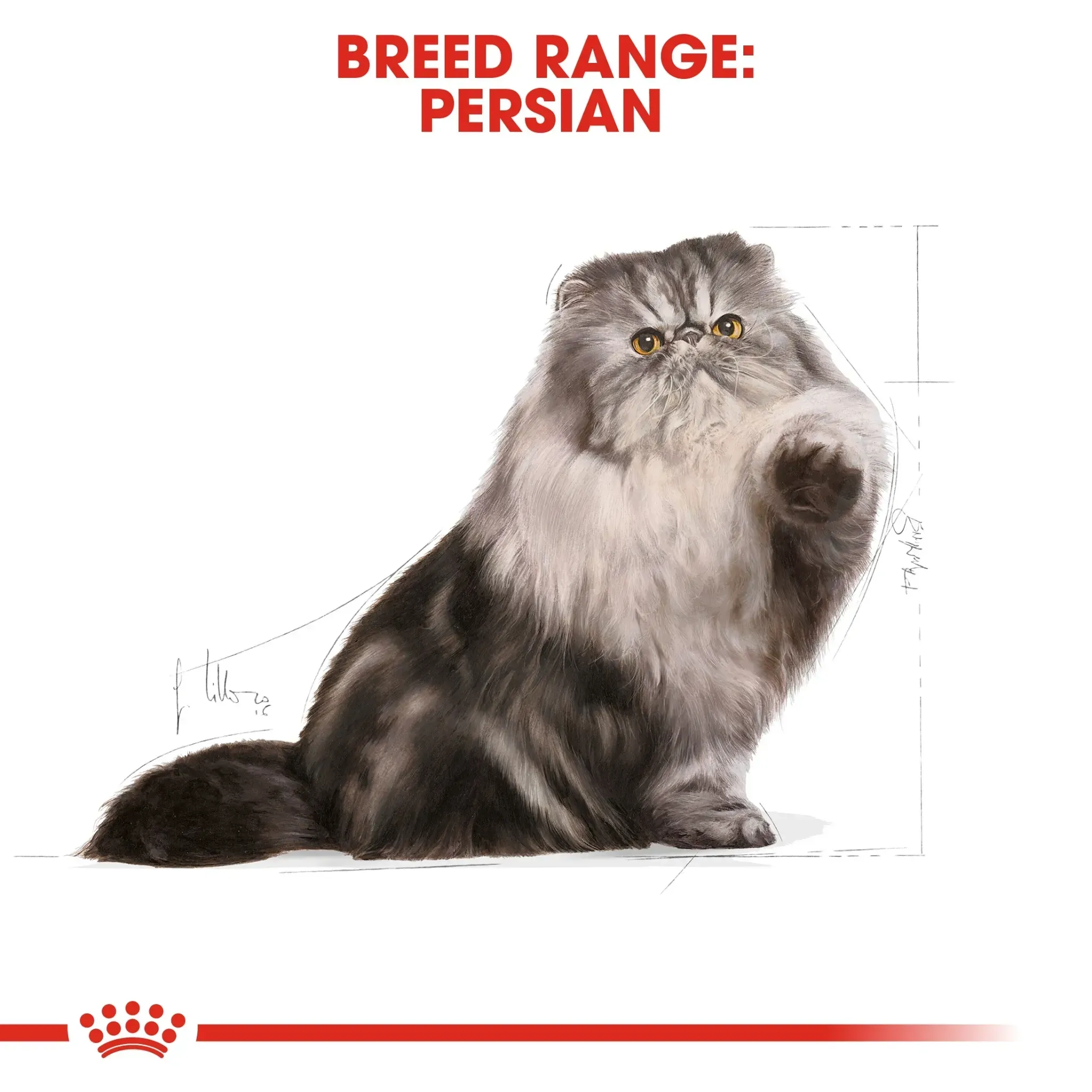 Royal Canin Persian Adult อาหารสำหรับแมวโตสายพันธุ์เปอร์เซีย