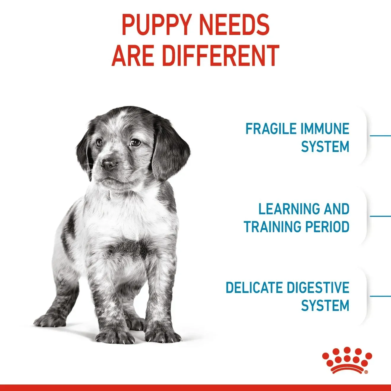 Royal Canin Medium Puppy อาหารสำหรับลูกสุนัขพันธุ์กลาง