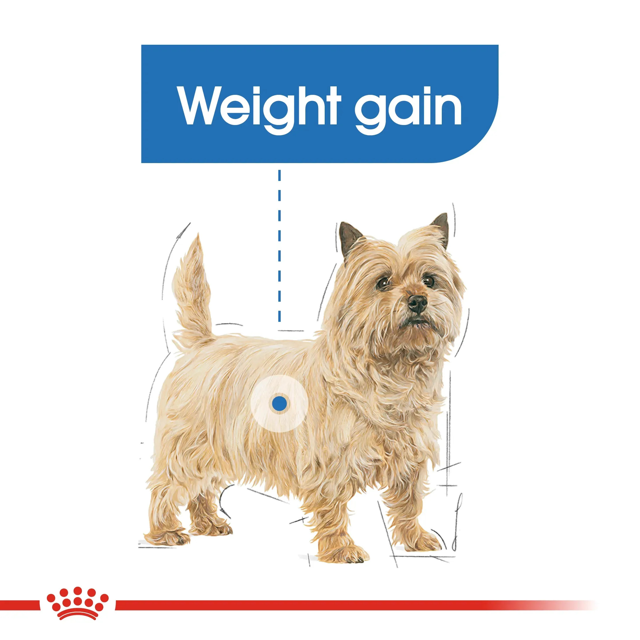 Royal Canin Mini Light Weight Care อาหารเม็ดสำหรับสุนัขโตพันธุ์เล็ก สูตรควบคุมน้ำหนัก