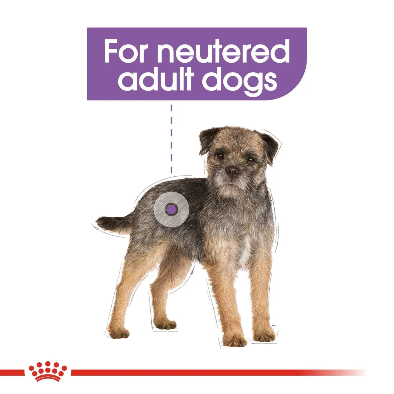 Royal Canin Mini Sterilised Adult อาหารเม็ดสำหรับสุนัขโตพันธุ์เล็ก สูตรทำหมัน