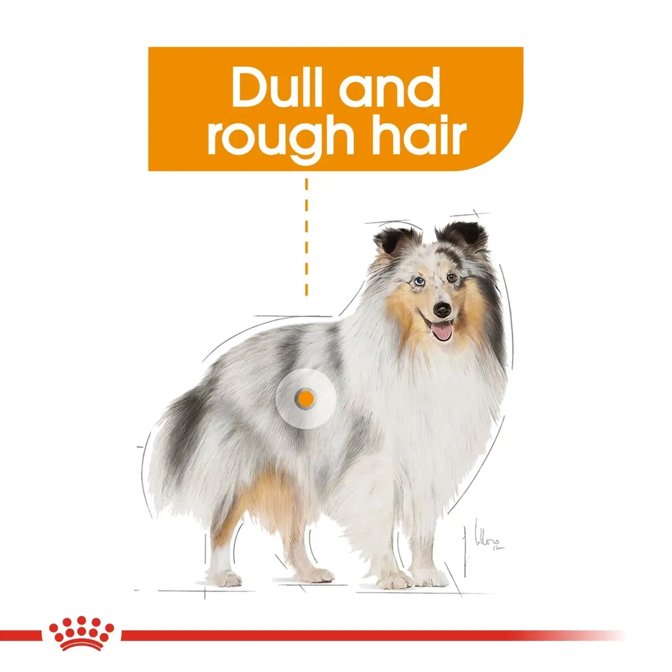 Royal Canin Mini Coat Care Adult อาหารเม็ดสำหรับสุนัขโตพันธุ์เล็ก สูตรบำรุงขน