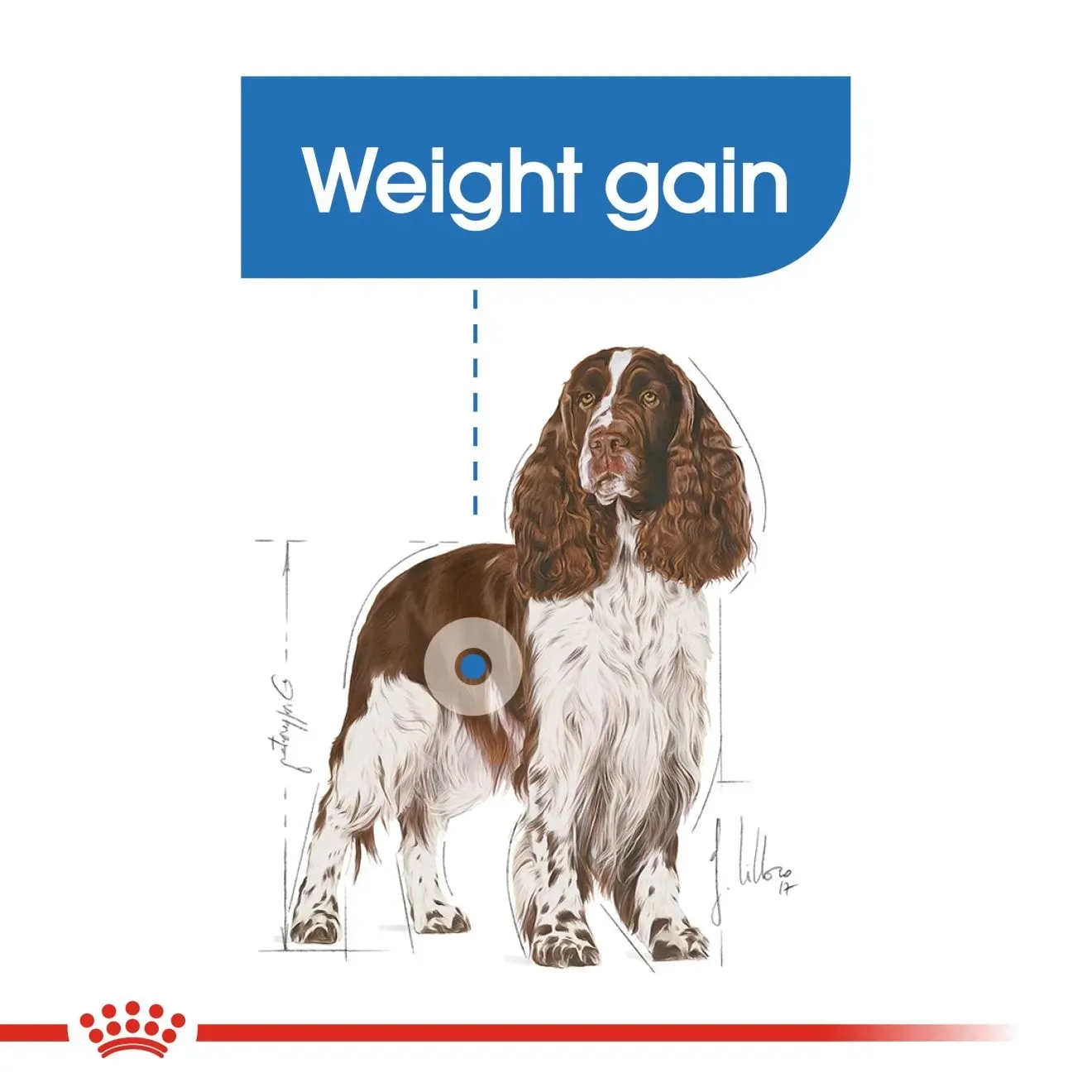 Royal Canin Medium Light Weight Care อาหารเม็ดสำหรับสุนัขโตพันธุ์กลาง สูตรควบคุมน้ำหนัก