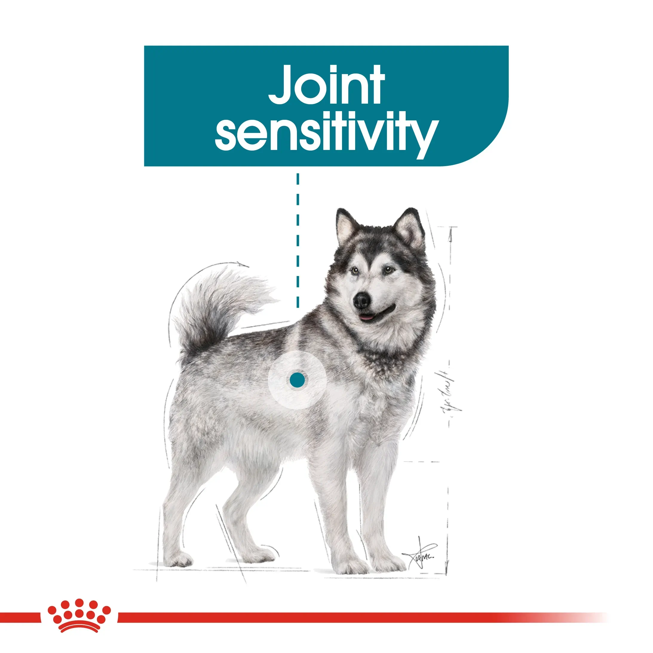 Royal Canin Maxi Joint Care Adult อาหารเม็ดสำหรับสุนัขโตพันธุ์ใหญ่ สูตรบำรุงข้อกระดูก
