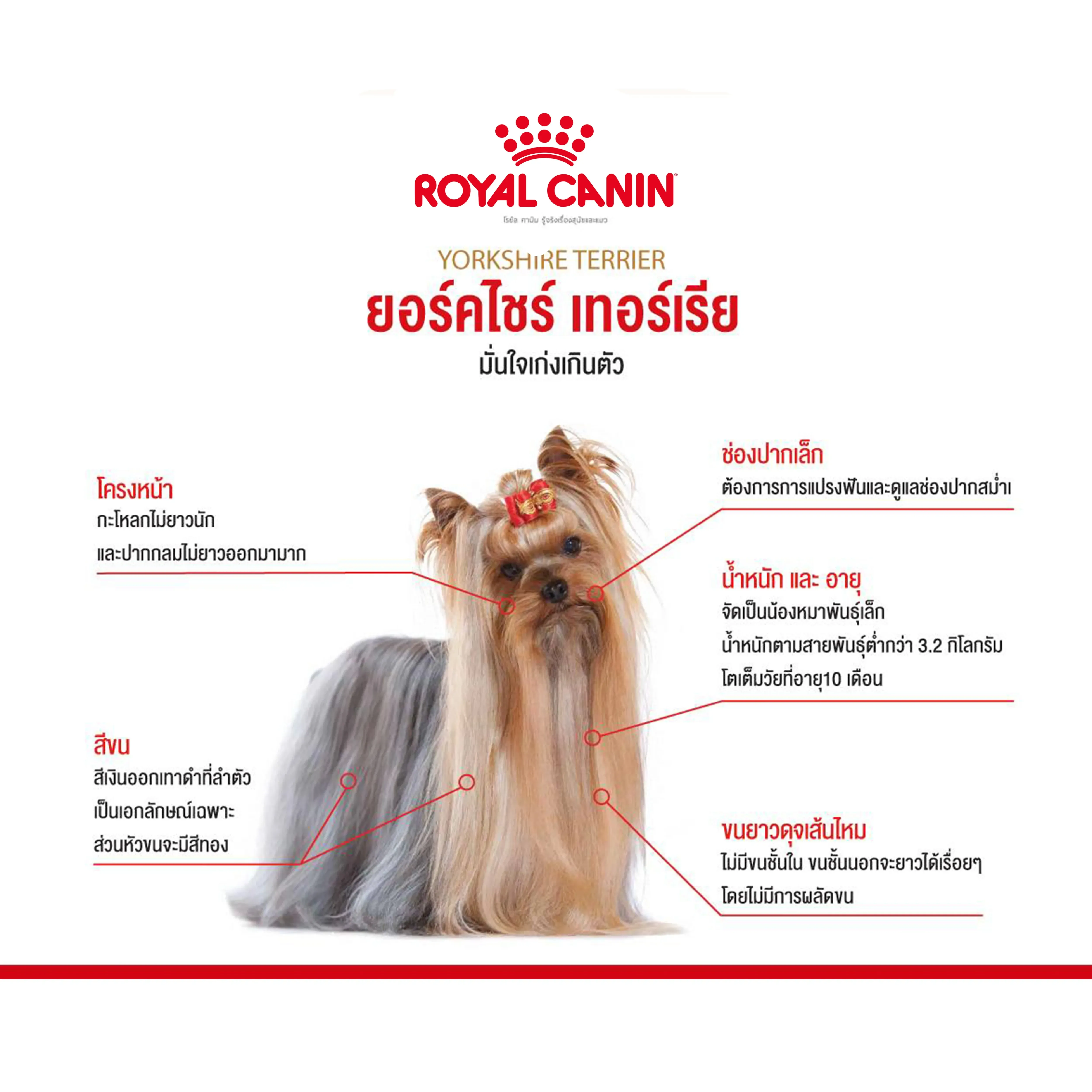Royal Canin Yorkshire Terrier Adult อาหารเม็ดสุนัขโตพันธุ์ยอร์คไชร์ เทอร์เรีย