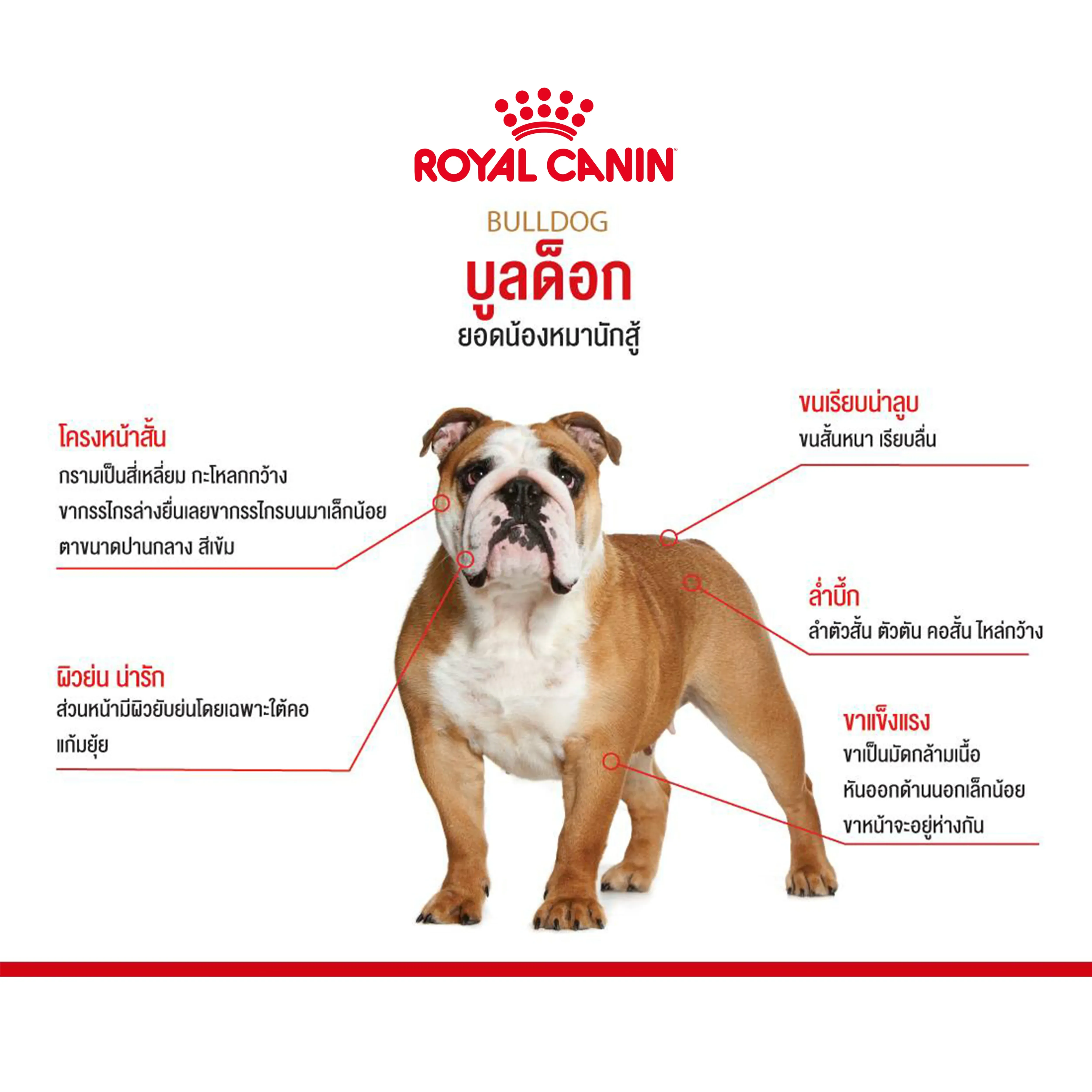 Royal Canin Bulldog Adult อาหารเม็ดสำหรับสุนัขโตพันธุ์บูลด็อก