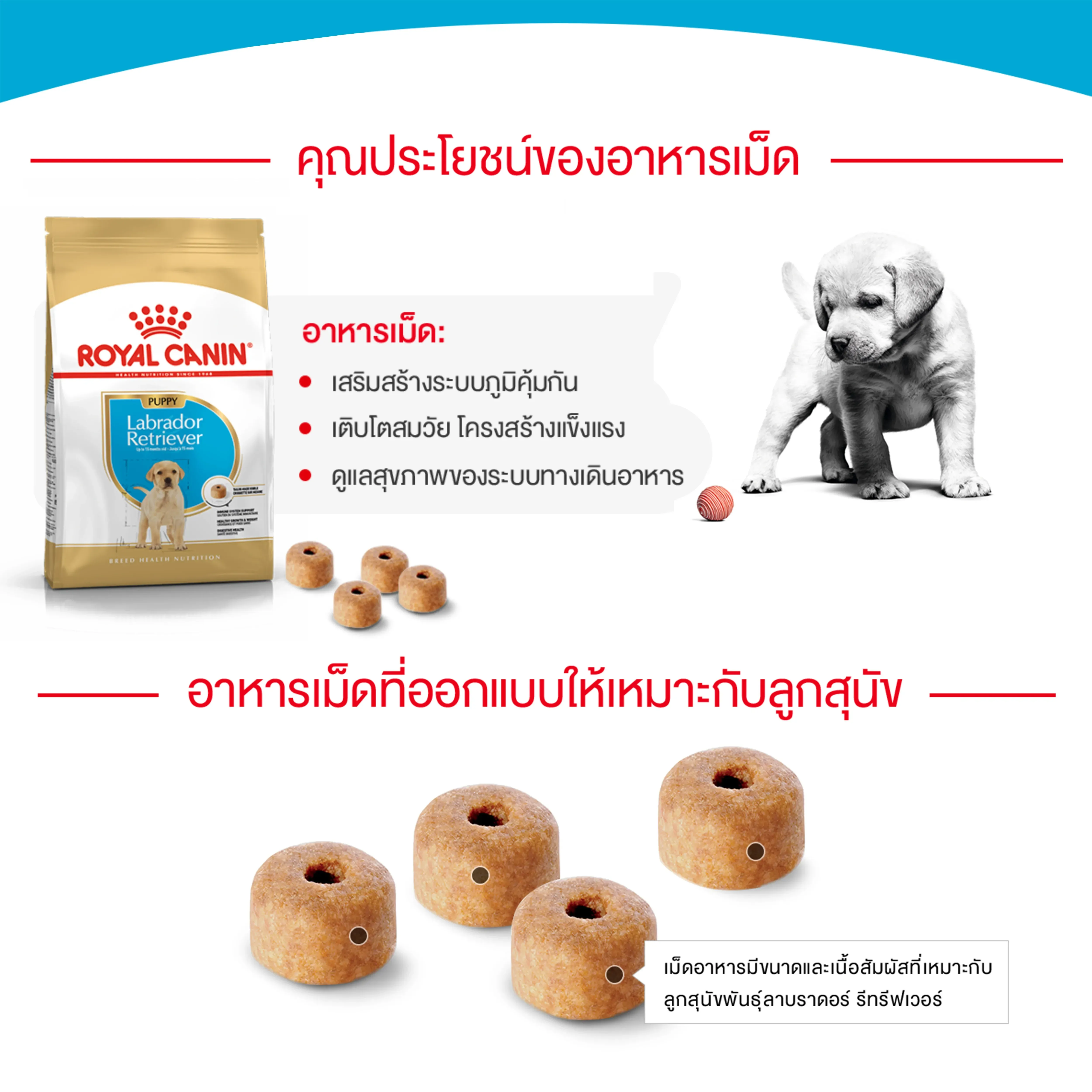 Royal Canin Labrador Retrieve Puppy อาหารเม็ดสำหรับลูกสุนัขพันธุ์ลาบราดอร์รีทรีฟเวอร์