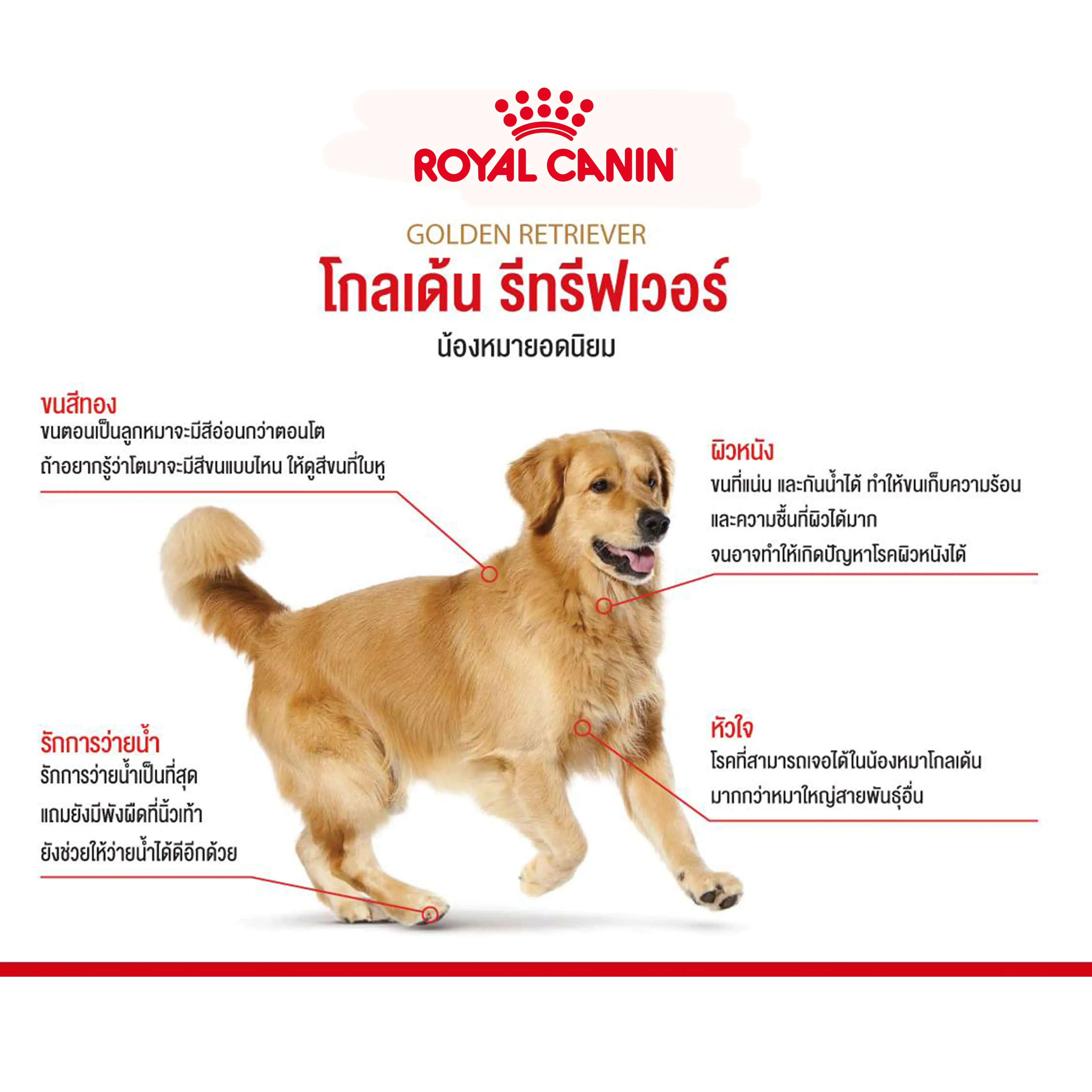 Royal Canin Golden Retriever Adult อาหารเม็ดสำหรับสุนัขโตพันธุ์โกลเด้นรีทรีฟเวอร์