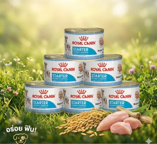 Royal Canin Starter Mousse Can อาหารเปียกสุนัขกระป๋อง สูตรสำหรับแม่สุนัขและลูกสุนัข 195 g