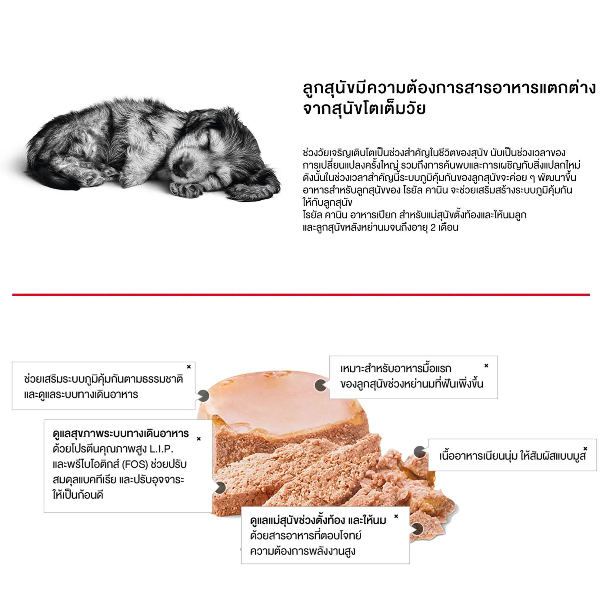 Royal Canin Starter Mousse Can อาหารเปียกสุนัขกระป๋อง สูตรสำหรับแม่สุนัขและลูกสุนัข 195 g