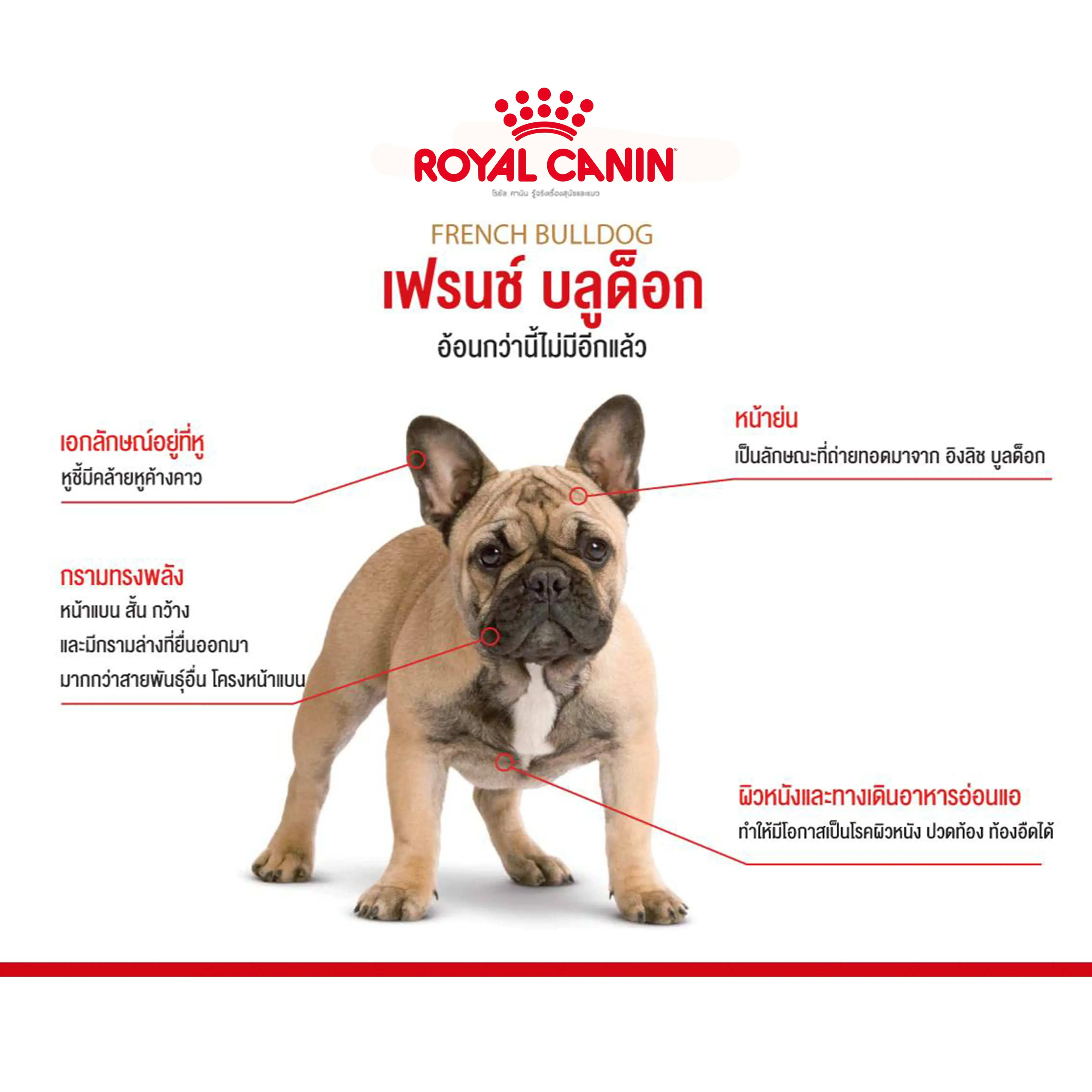 Royal Canin French Bulldog Adult อาหารเม็ดสำหรับสุนัขโตพันธุ์เฟรนช์ บูลด็อก
