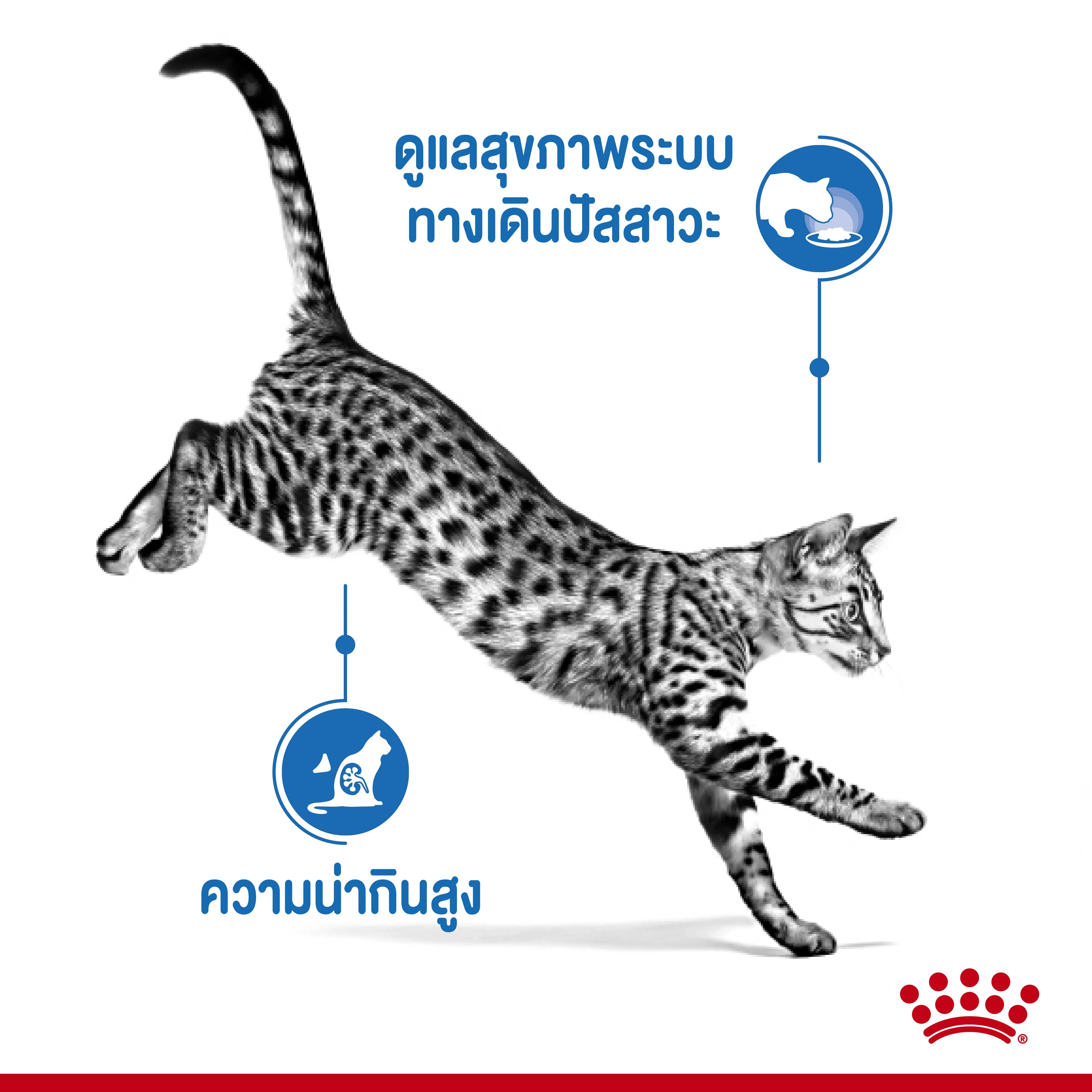 Royal Canin Pouch อาหารเปียกแมวซอง สูตร Indoor 85 g