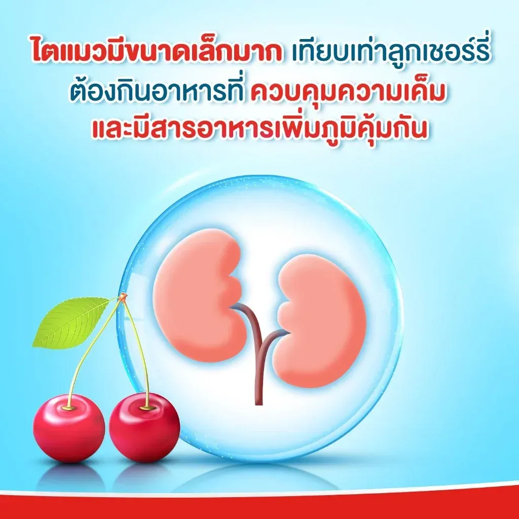 Cat N Joy อาหารสำหรับแมวโต